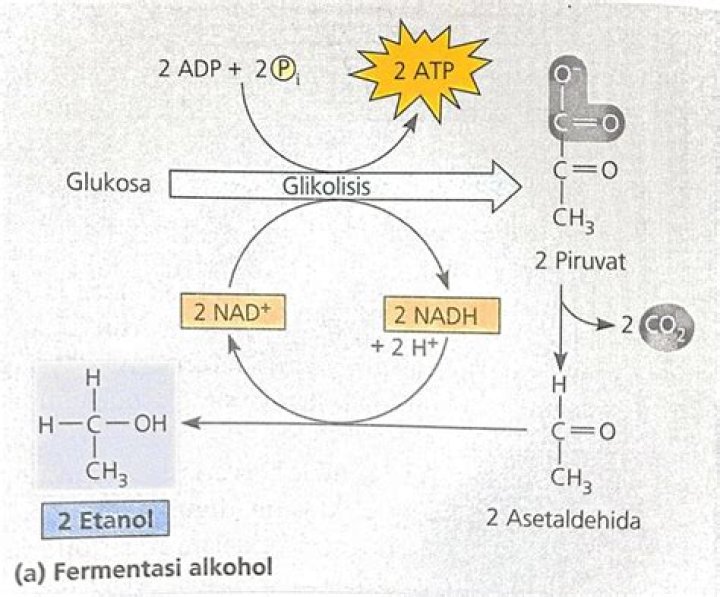 Apakah fermentasi alkohol dan fermentasi asam laktat?
