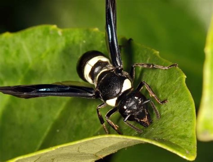 Are 4 toothed mason wasps poisonous?