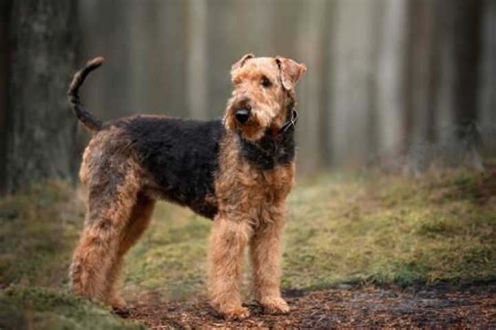 Are Airedales good house dogs?