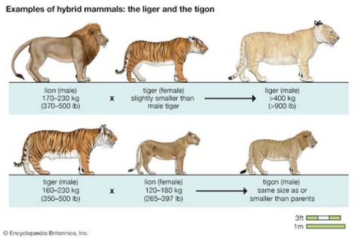 Are all hybrid animals sterile?