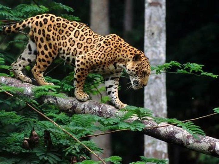 Are any jaguars endangered?