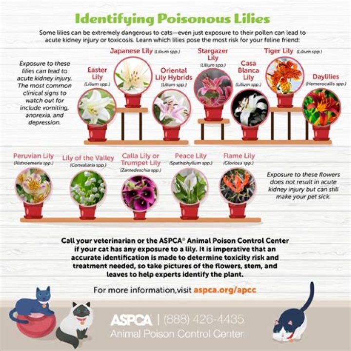 Are Asiatic lilies poisonous to cats?