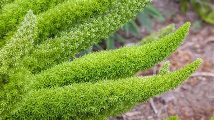 Are asparagus fern thorns poisonous?