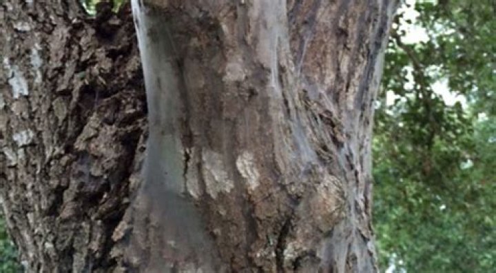 Are bark lice harmful?