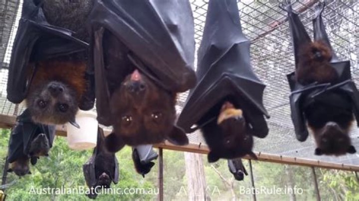 Are bats protected in Australia?