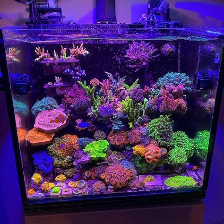 Are bio balls bad for a reef tank?