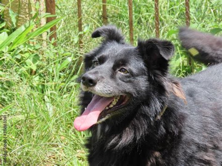 Are black Border Collies rare?