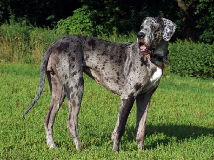Are blue mantle Great Danes rare?