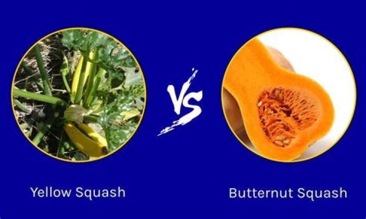 Are butternut squash and Buttercup the same?