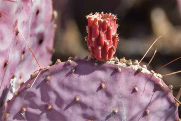 Are cactus pricks poisonous?