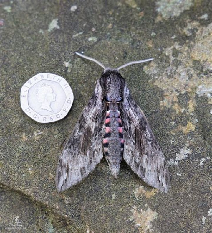 Are clymene moths rare?