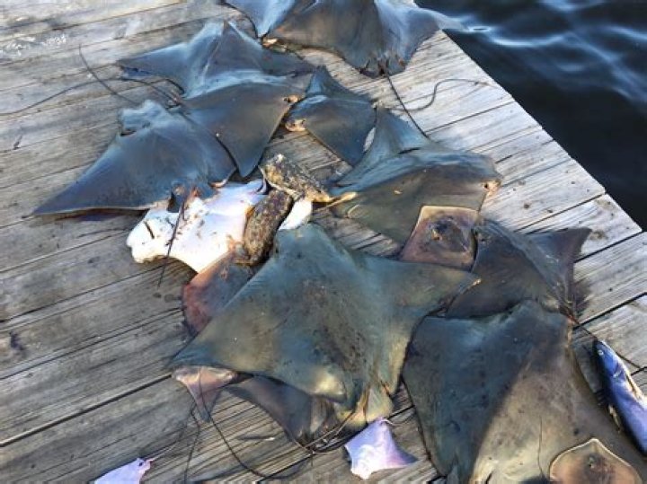 Are Cownose Stingray dangerous?