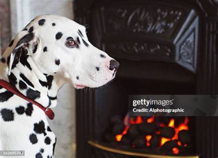 Are Dalmatians still used as fire dogs?