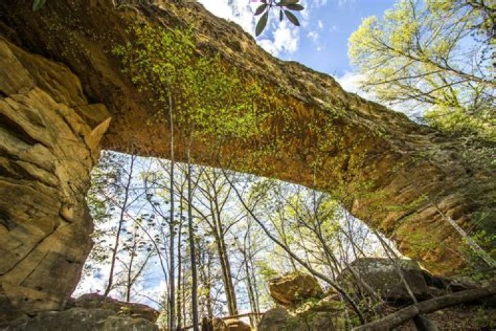 Are dogs allowed at natural Bridges State park?
