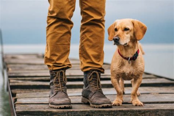Are dogs protective of owners?