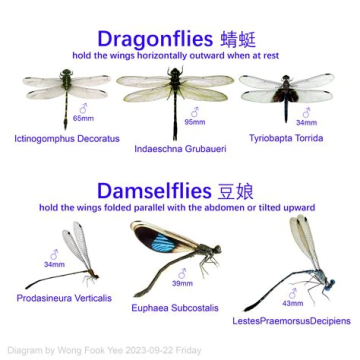 Are DragonFly DACs good?