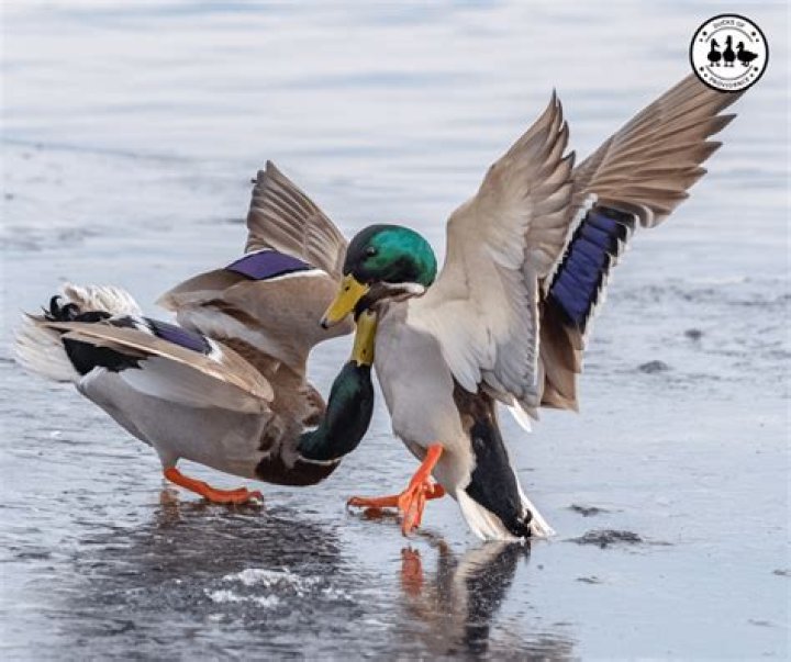 Are ducks aggressive when mating?
