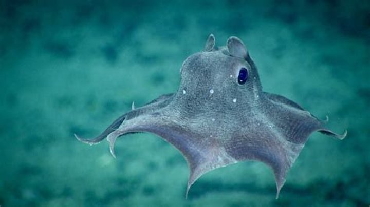 Are dumbo octopuses real?