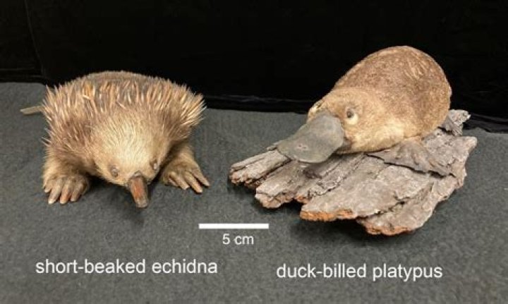 Are echidna related to platypus?
