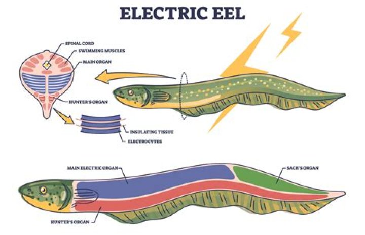 Are electric eels mammals?
