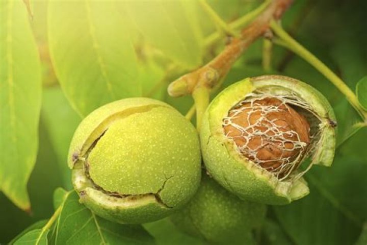 Are English walnuts grown in California?