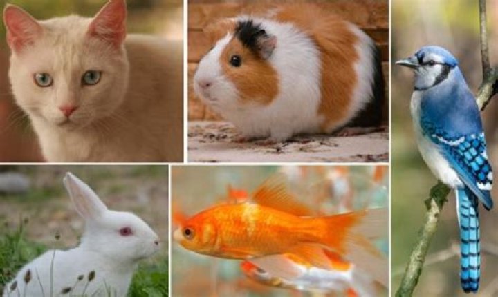 Are Feists good pets?