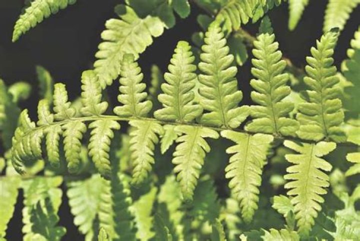 Are ferns carcinogenic?
