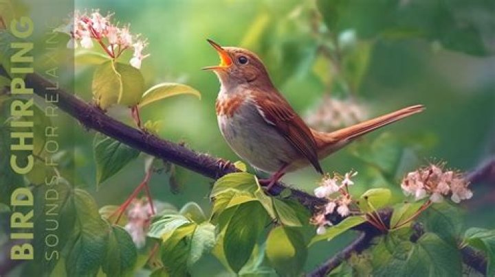 Are finches singing birds?