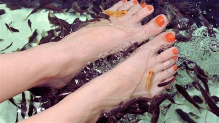 Are fish pedicures legal in Florida?