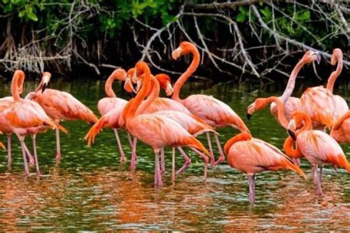 Are flamingos native to Mexico?