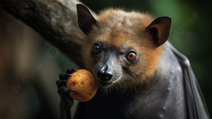 Are fruit bats mammals?