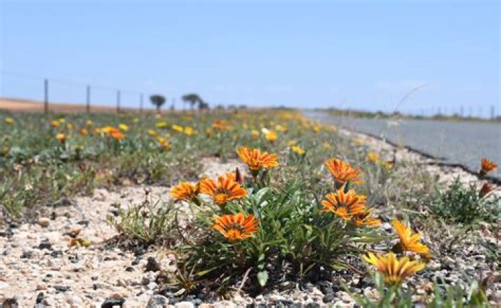 Are gazanias invasive?