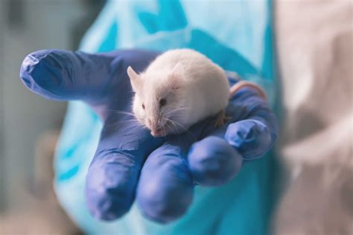 Are germ-free mice healthier than regular mice?