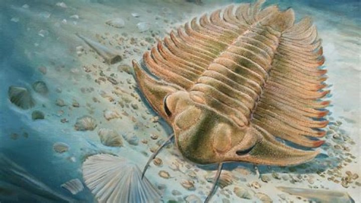 Are graptolites alive today?