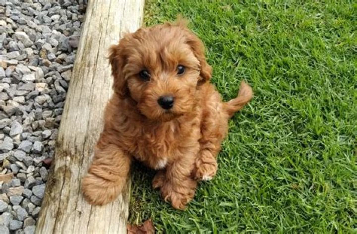 Are Greenfield Puppies Amish?