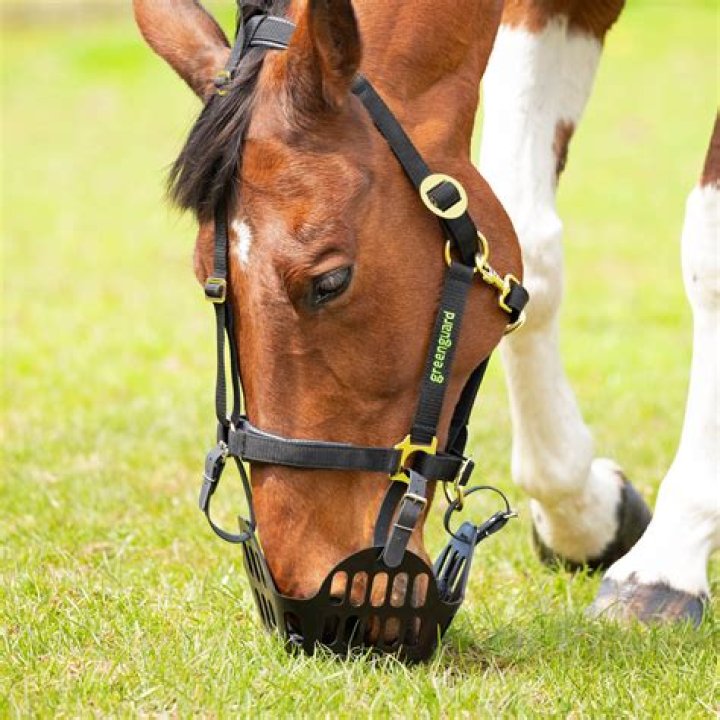 Are greenguard Headcollar field safe?