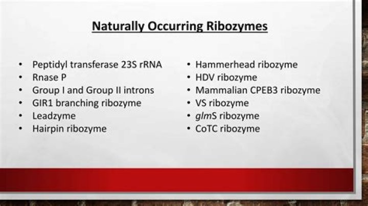 Are group II introns ribozymes?