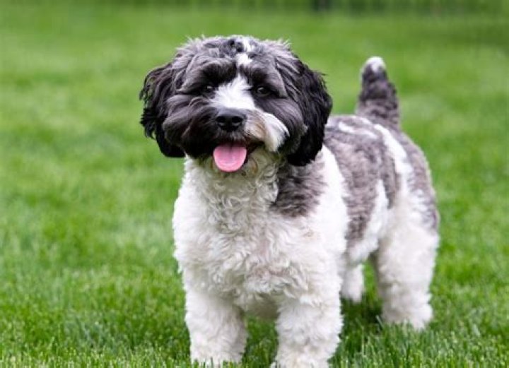 Are Havapoos good dogs?