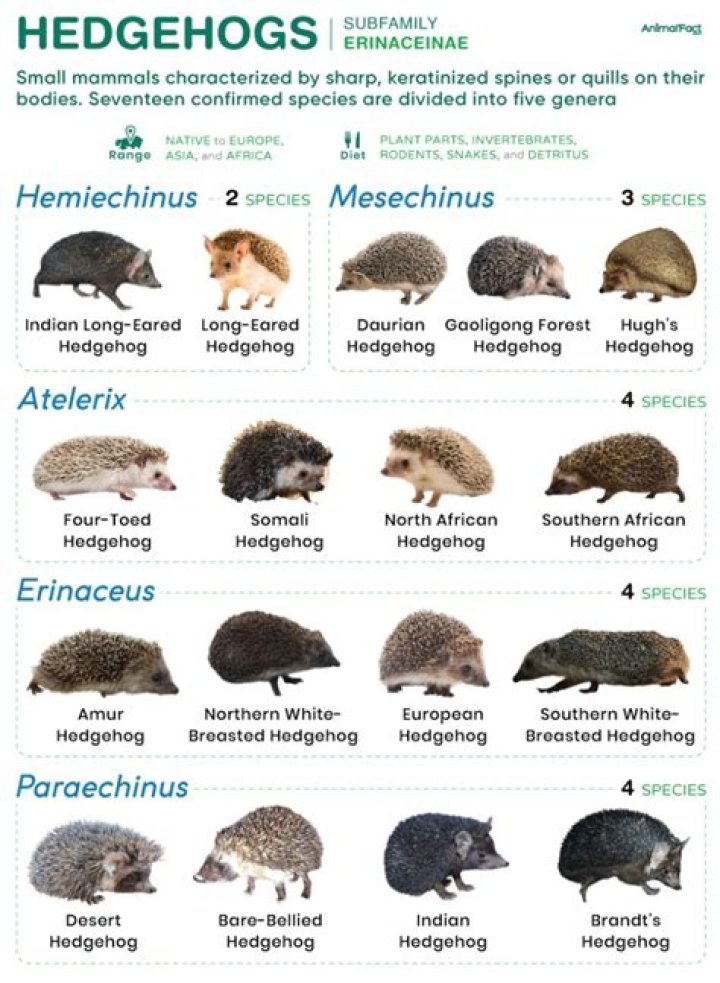 Are hedgehogs common in UK?