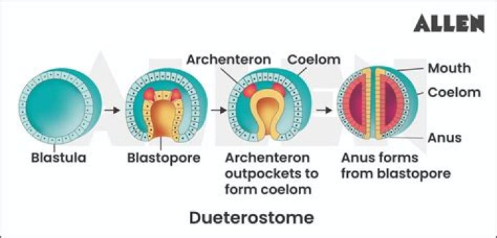 Are humans a Deuterostome?