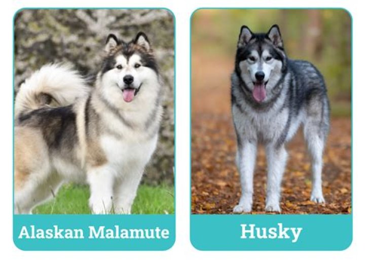 Are husky malamute mix good dogs?