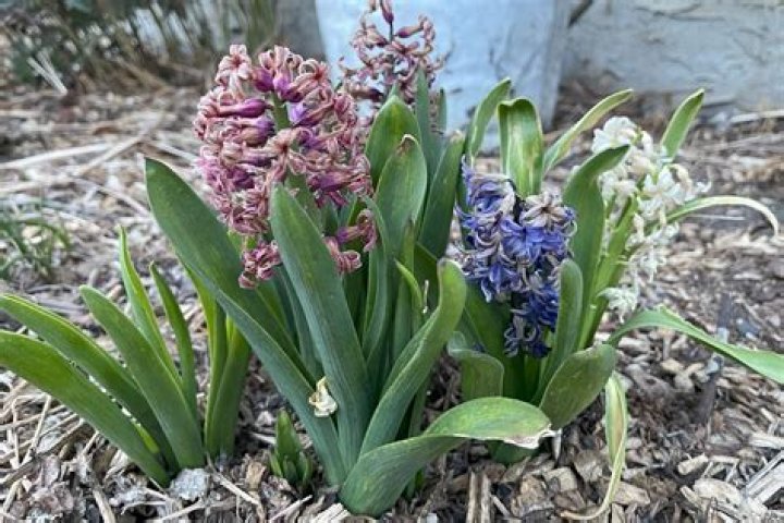Are hyacinth vines invasive?