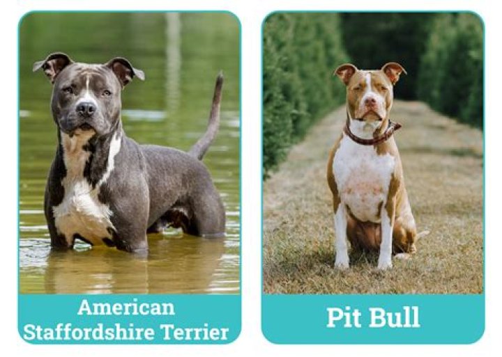 Are Irish Staffy banned in UK?