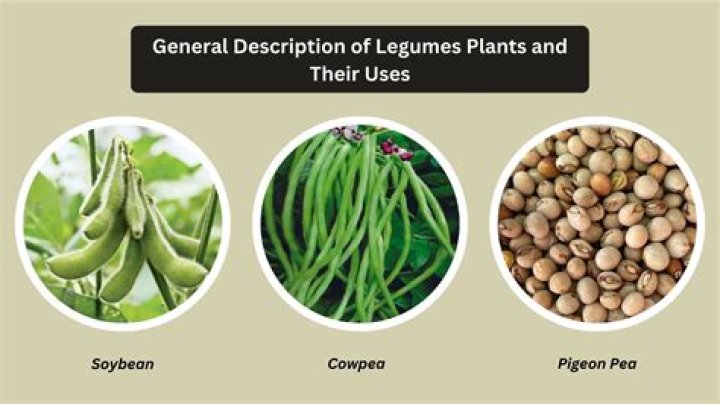 Are legumes a grain or vegetable?