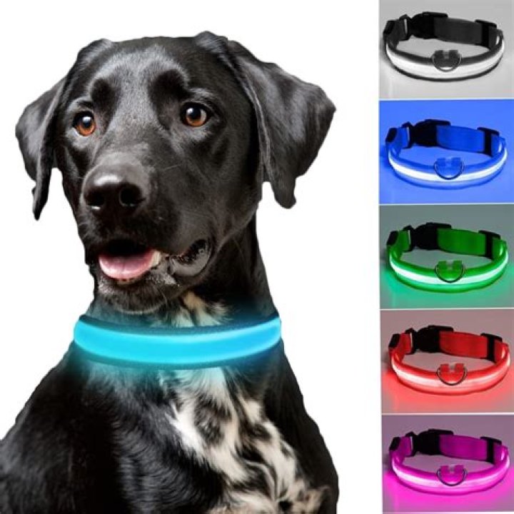 Are light up collars bad for dogs?