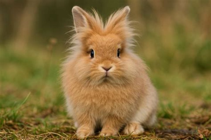 Are Lion Head rabbits rare?