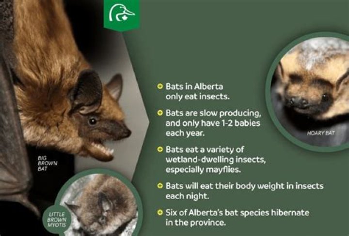 Are M&H bats good?