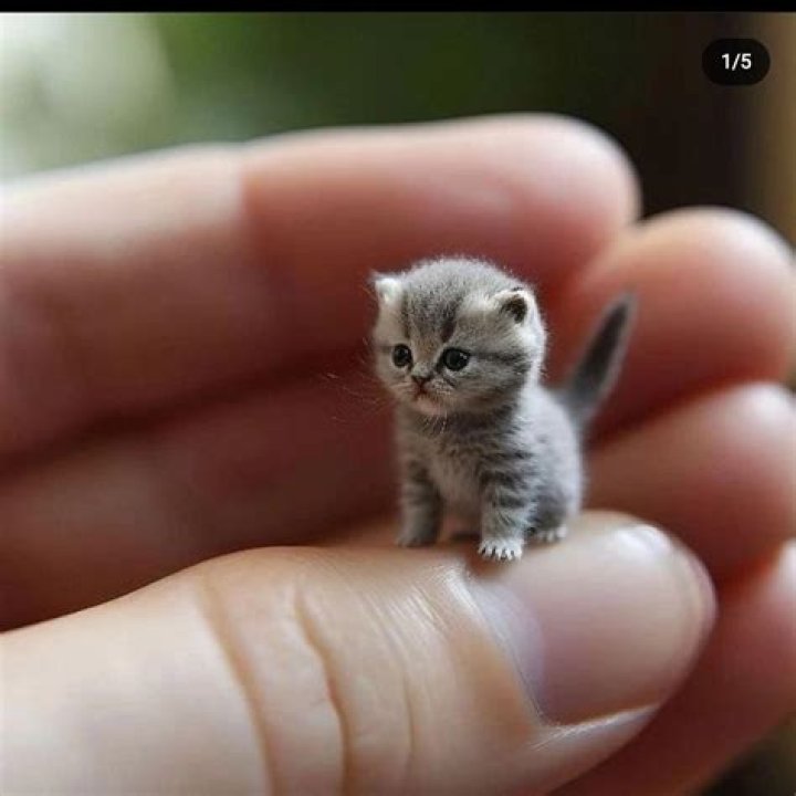 Are micro cats real?
