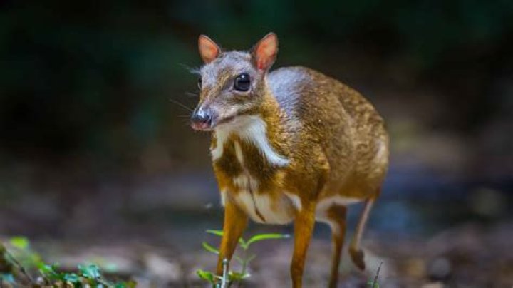 Are mousedeer endangered?