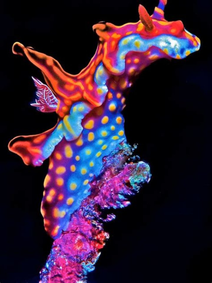 Are nudibranchs venomous?